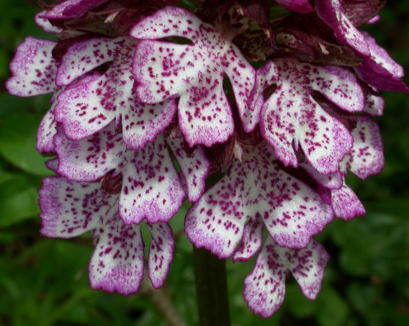 Orchis purpurea - flora Toscana